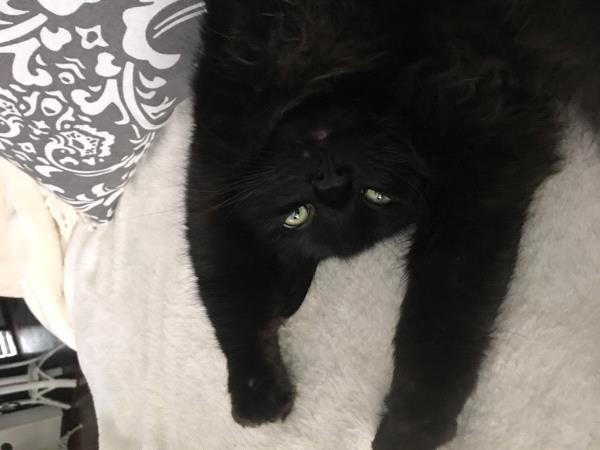 /Images/uploads/Humane Society of Utah/HSU2018/entries/4156thumb.jpg